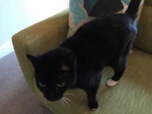Black cat standing on a green couch, looking at the camera.