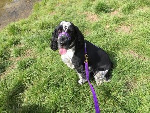 Black-and-white dog sitting in grass on a purple leash, tongue out