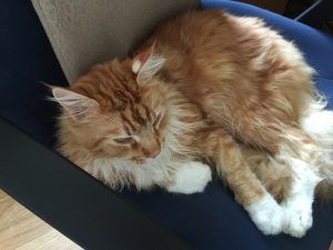 Orange-and-white cat curled up sleeping on a dark chair cushion.