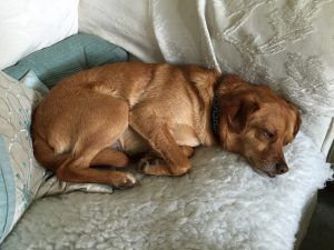 Brown dog curled up sleeping on a white couch with a teal pillow nearby