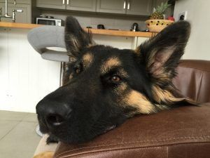German shepherd resting its head on a brown couch in a kitchen setting