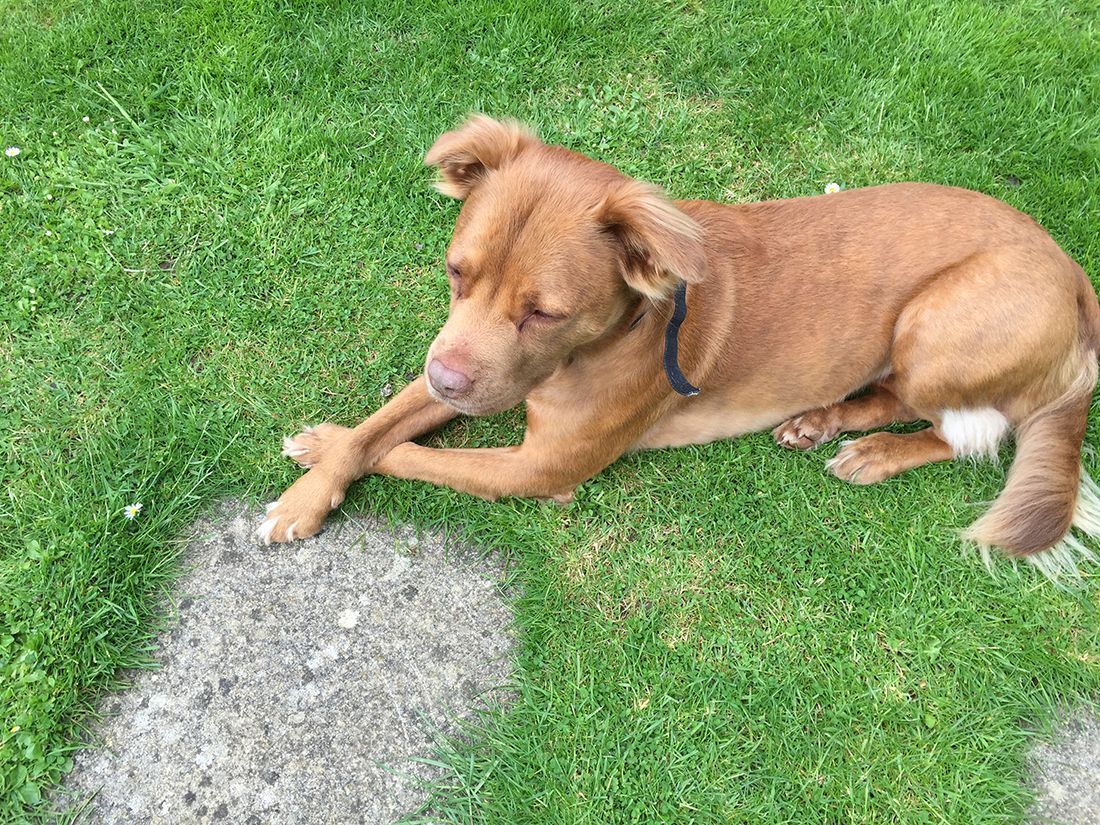 Brown dog lying on green grass with a front paw on a concrete patch