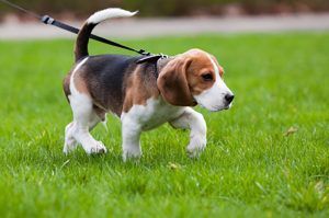 Beagle walking on green grass with a leash attached