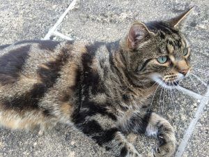 Tabby cat walking on a concrete surface with its mouth slightly open