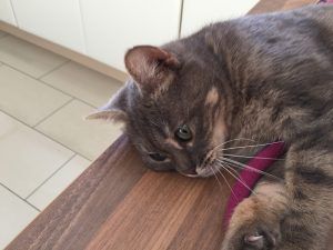 Tabby cat lying on a wooden table, resting its head near a purple strap