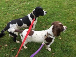 Two dogs on leashes standing on grass, one black-and-white and one brown-and-white.