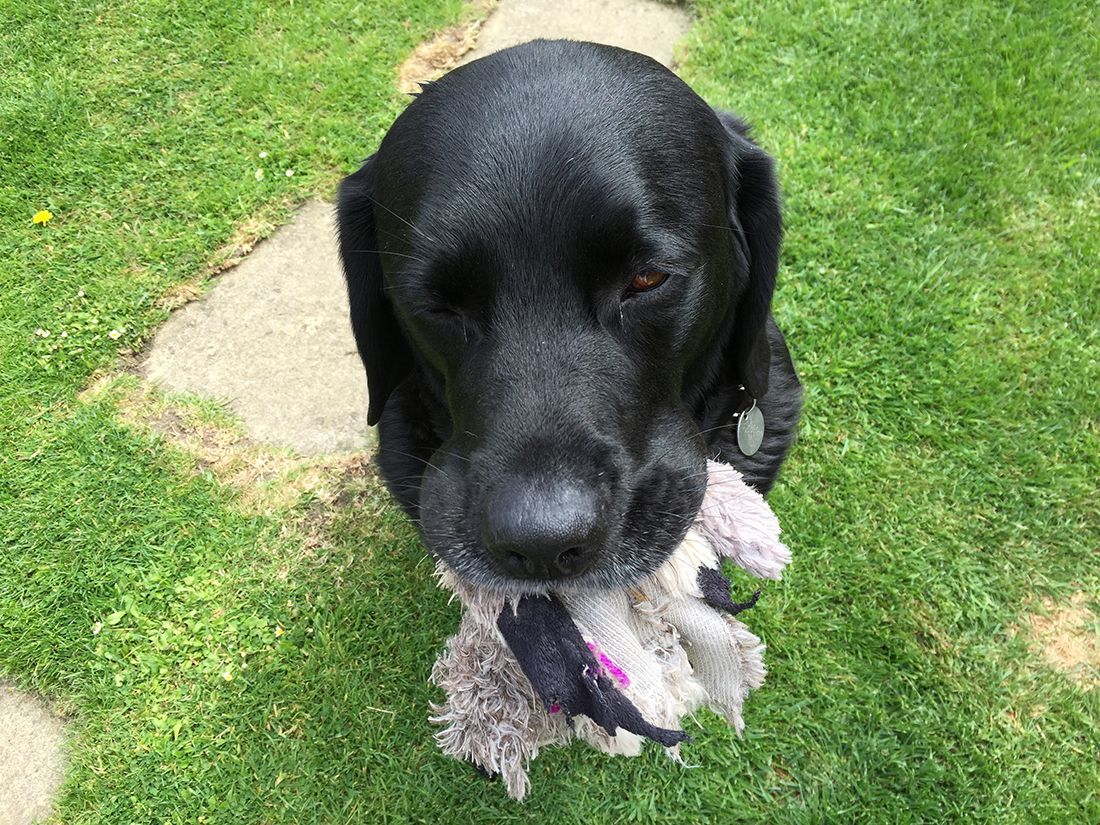Black dog holding a gray toy on grass beside a concrete slab