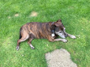 Brindle dog lying on green grass with a gray patch nearby