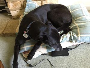 Black dog curled up asleep on a striped cushion indoors