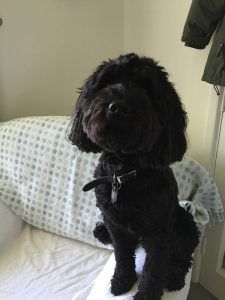 Black dog sitting on a white couch, wearing a collar.