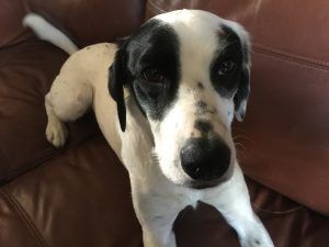 Black-and-white dog with one black eye patch resting on a brown leather couch