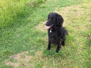 Black dog sitting on grass, panting with tongue out, near a grassy path