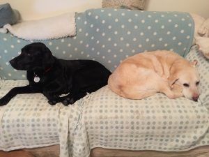 Two dogs resting on a patterned couch, one black and one tan, curled up side by side.