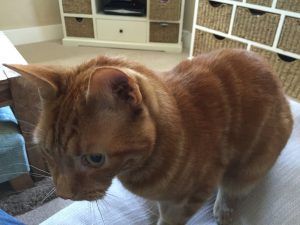 Orange tabby cat standing indoors on a light floor, looking down near a TV stand