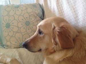 Golden retriever lying on a couch, looking left beside a patterned pillow.