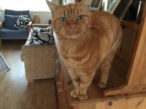 Orange tabby cat standing on a wooden shelf in a living room, with sofas in the background.