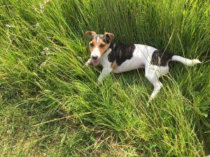 Small tri-colored dog standing in tall green grass, looking at the camera.