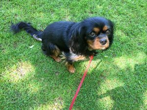 Black and tan dog sitting on grass on a red leash, looking up