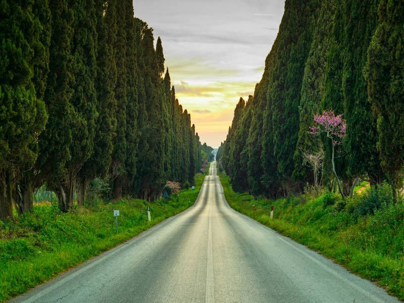The famous road to Bolgheri and it's great wines