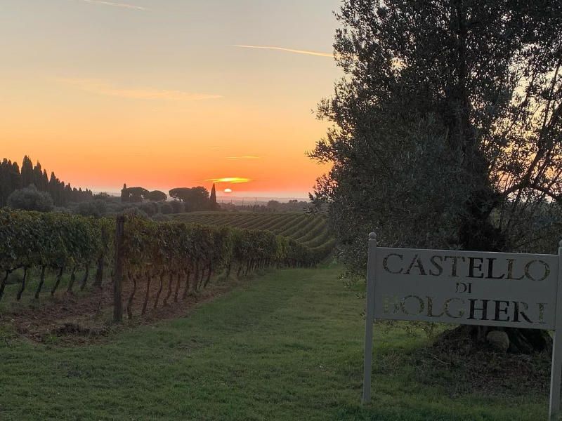 Vineyards of the Castello di Bolgheri winery