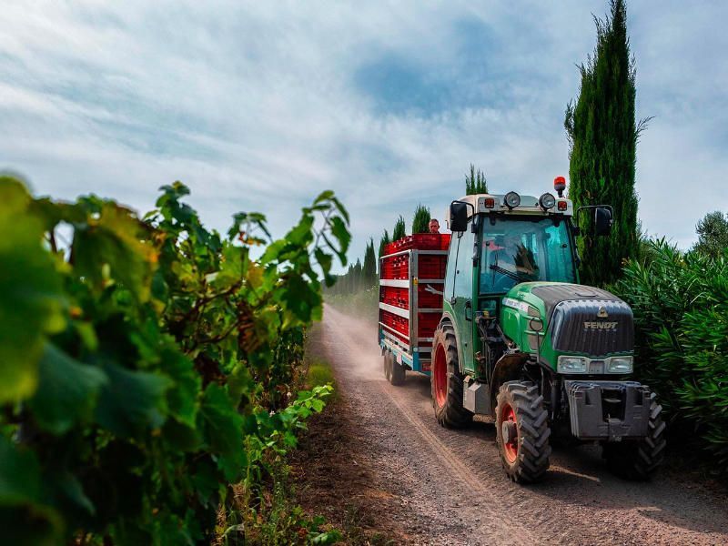 Bolgheri wine tasting at Le Macchiole winery