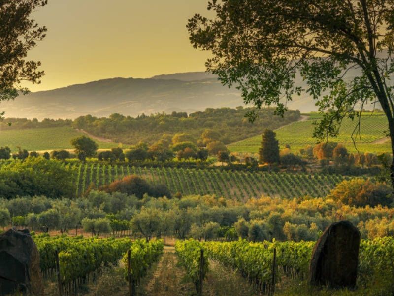 Breathtaking view of the Montalcino vineyards at the Giodo winery