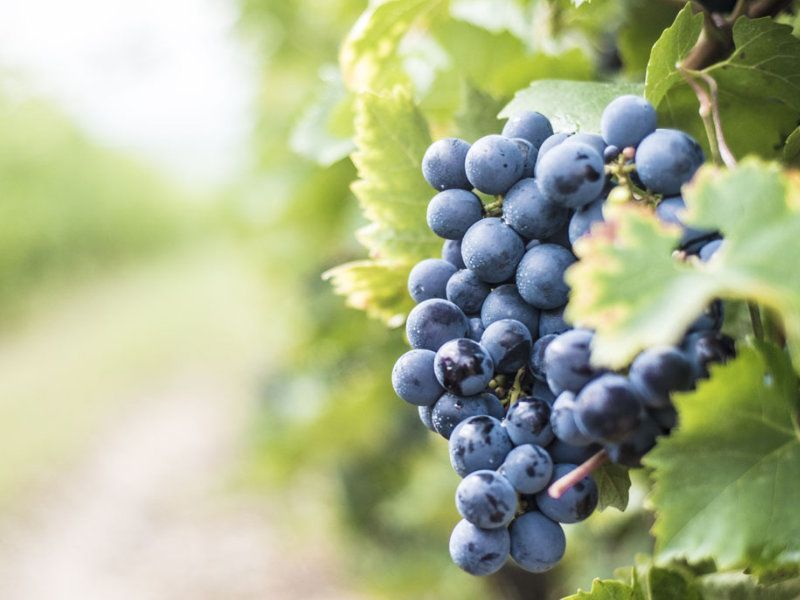 mooie Nero di Troia blauwe druiven uit Puglia