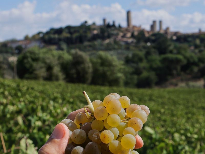 San Gimignano vineyards and grapes