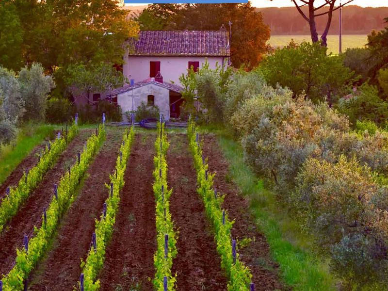 Bolgheri food & wijntour met bezoek aan een wijngaard
