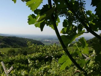 Wine tasting at Stefano Accordini - the highest winery in the Valpolicella Classico wine region