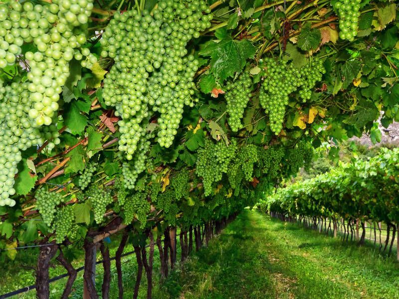 Trentino pergola style wine growing of white grapes