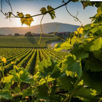 Great view on the Franciacorta vineyards