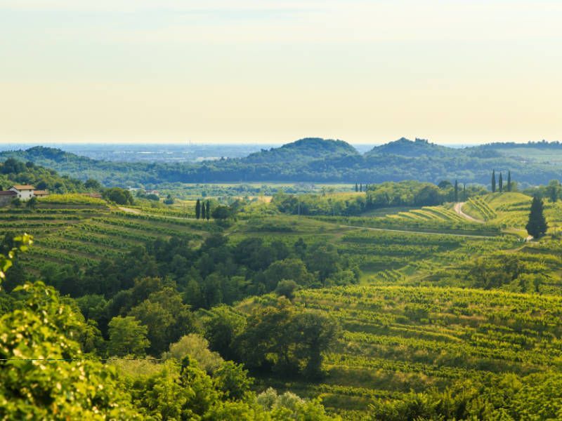 Beautiful landscapes with vineyards and wine routes in Friuli-Venezia Giulia