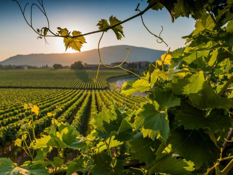 wine region Franciacorta in Lombardy