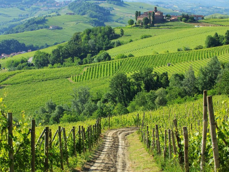 Wine tourism and wine tasting in the famous Piedmont region
