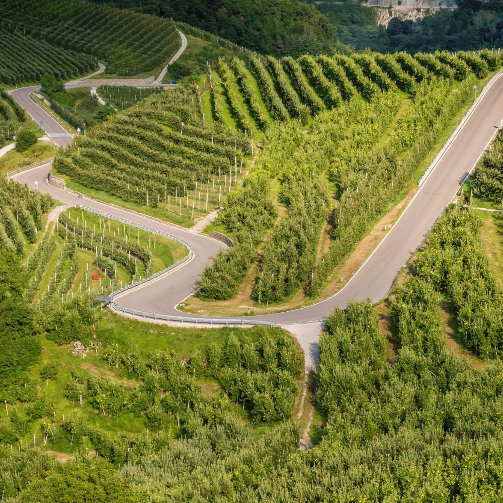 Trentino-Alto Adige Wine region