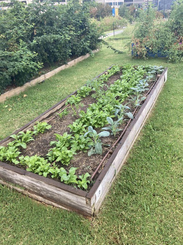 A rectangular wooden garden bed filled with young green plants, set in a grass yard with a large bush in the background.