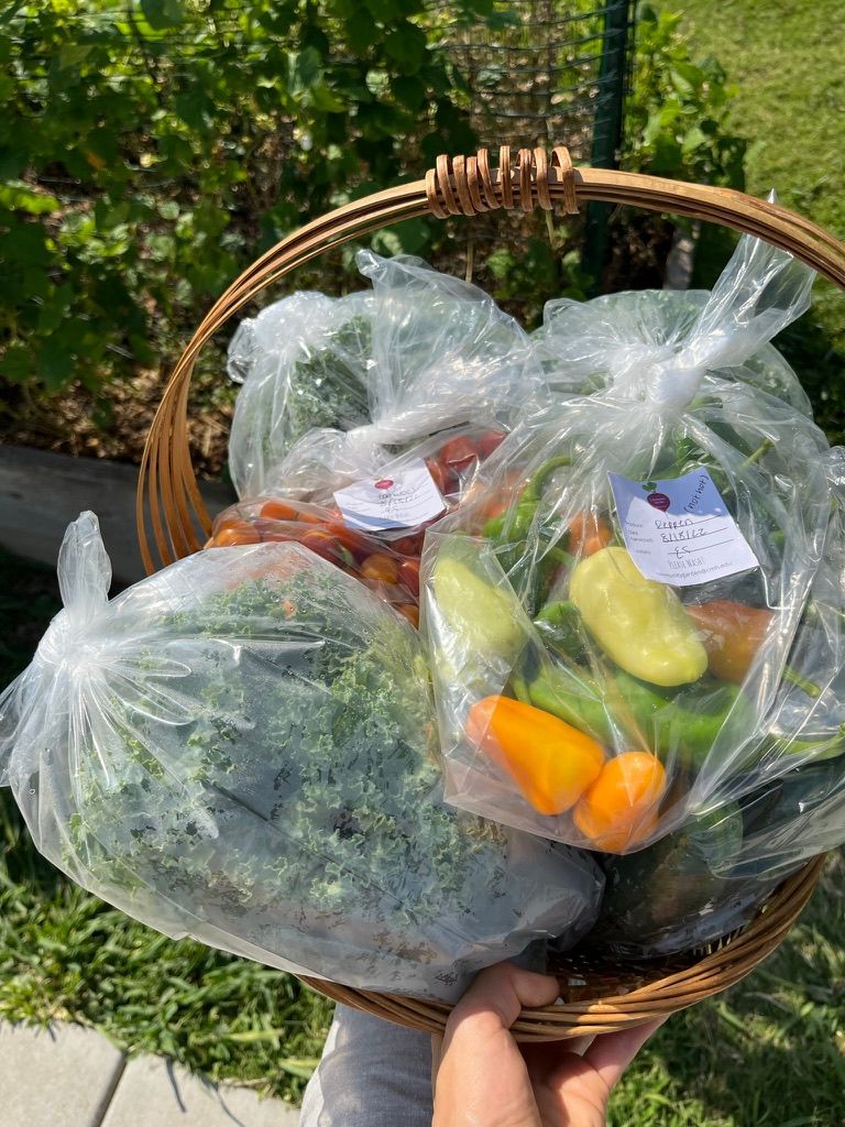 A person holds a wicker basket filled with several plastic bags of fresh vegetables, including kale and various peppers.