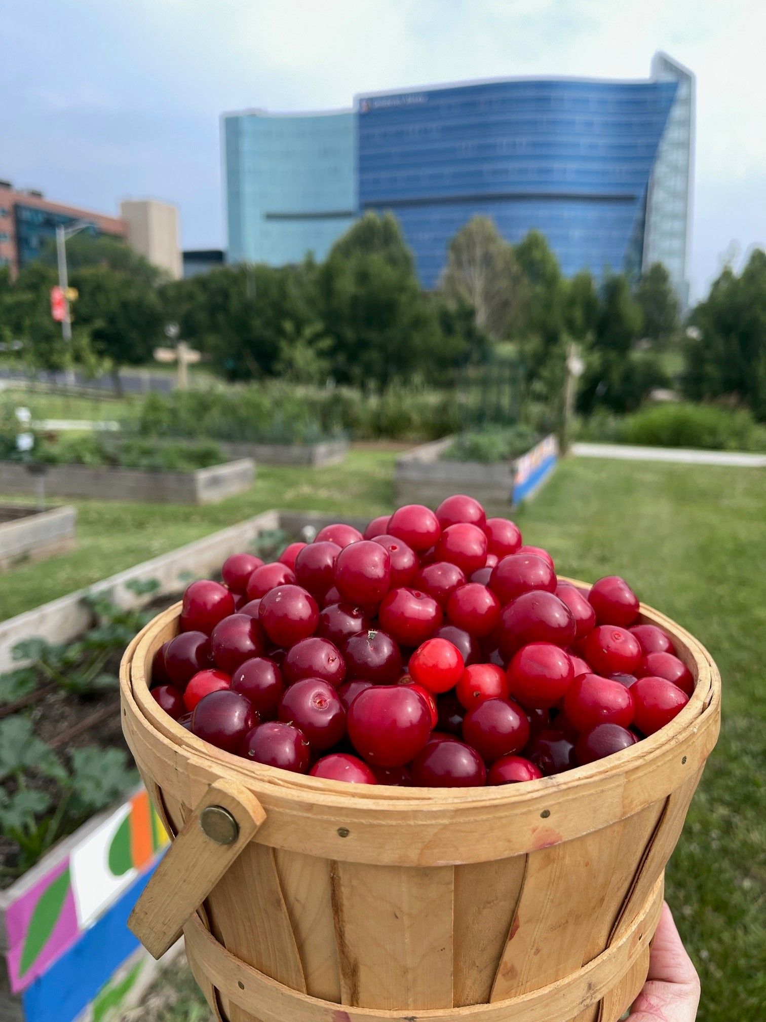 A wooden basket filled with bright red cherries held in front of a garden with a large blue glass building in the back.