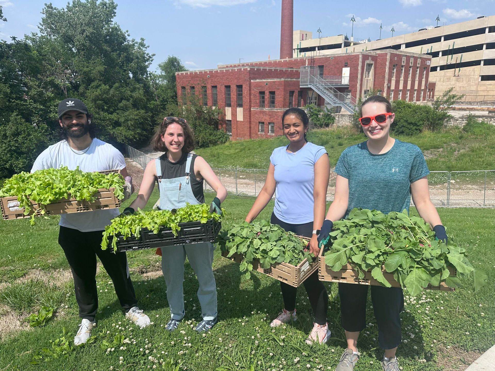Four people stand in a grassy field outdoors holding wooden crates filled with green leafy vegetable seedlings.