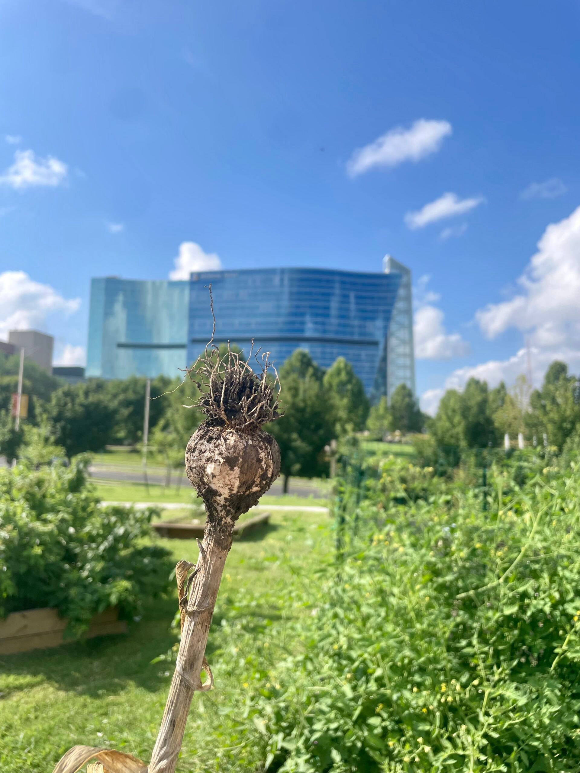 Close-up of a dried, brown seed head in a garden, with a large, modern blue glass office building in the background.