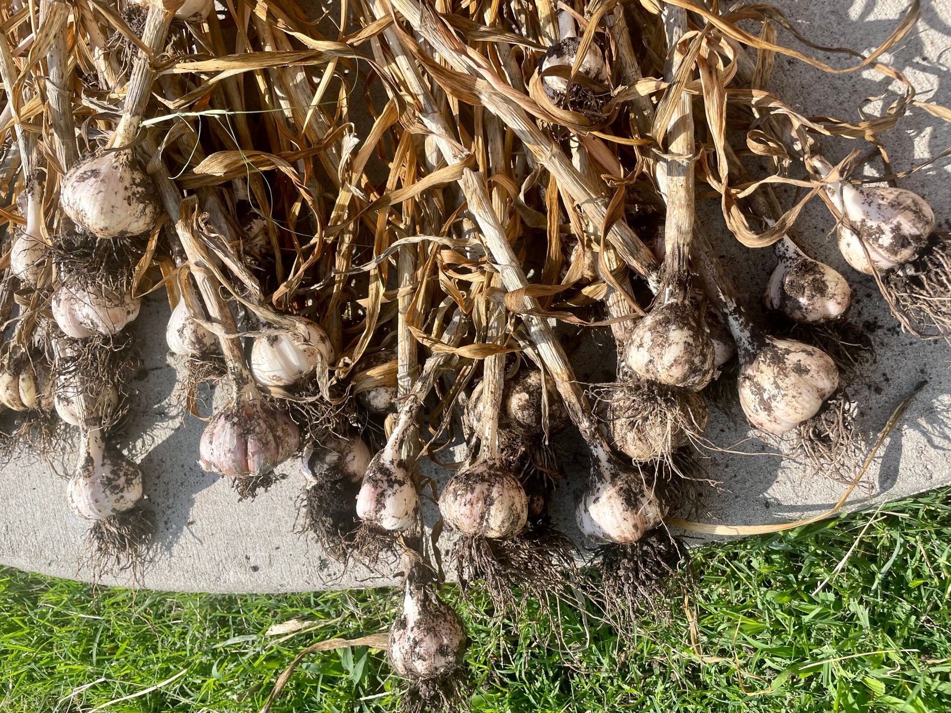A bunch of freshly harvested, dirt-covered garlic bulbs with long, dried stems lying on a light surface above green grass.