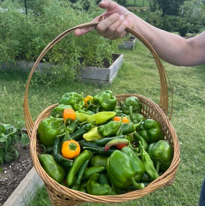 A person holds a wicker basket filled with freshly harvested green and orange peppers in a garden.