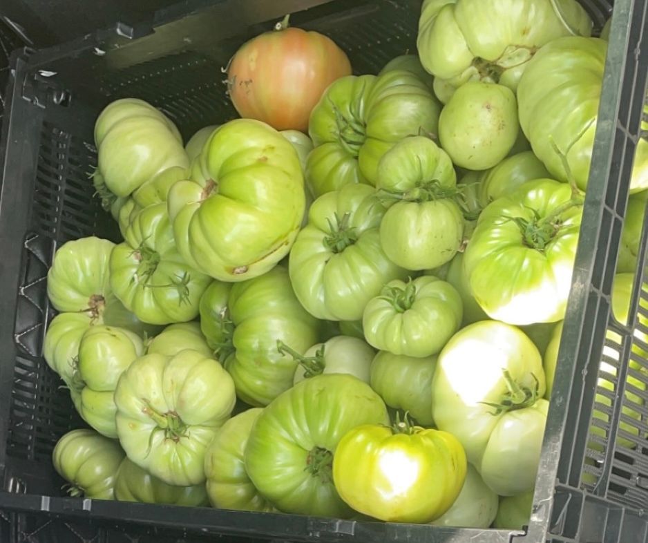 A plastic crate filled with many large, green, slightly rippled heirloom tomatoes and one single orange tomato.