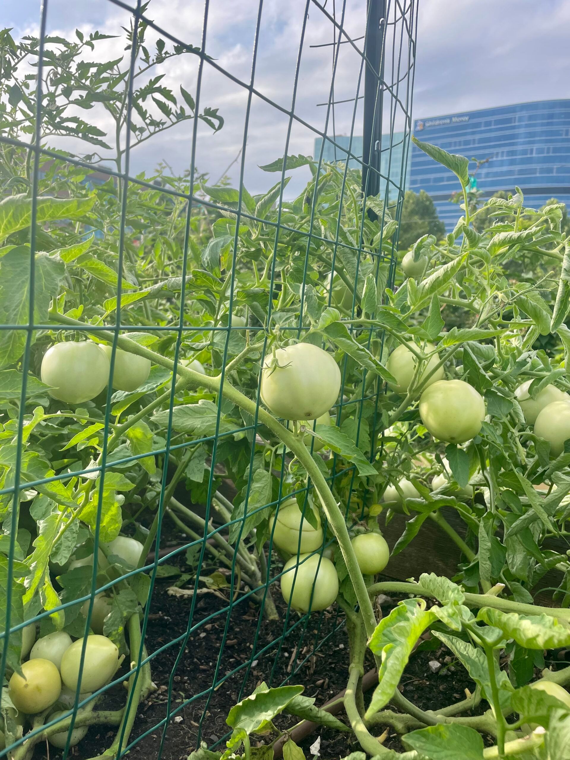 Green tomatoes hanging on a vine attached to a metal garden trellis, with a blue building in the background.