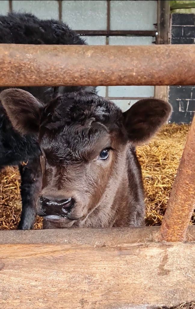 A Symphony of Farm Life | The Dandelion Hideaway Glamping