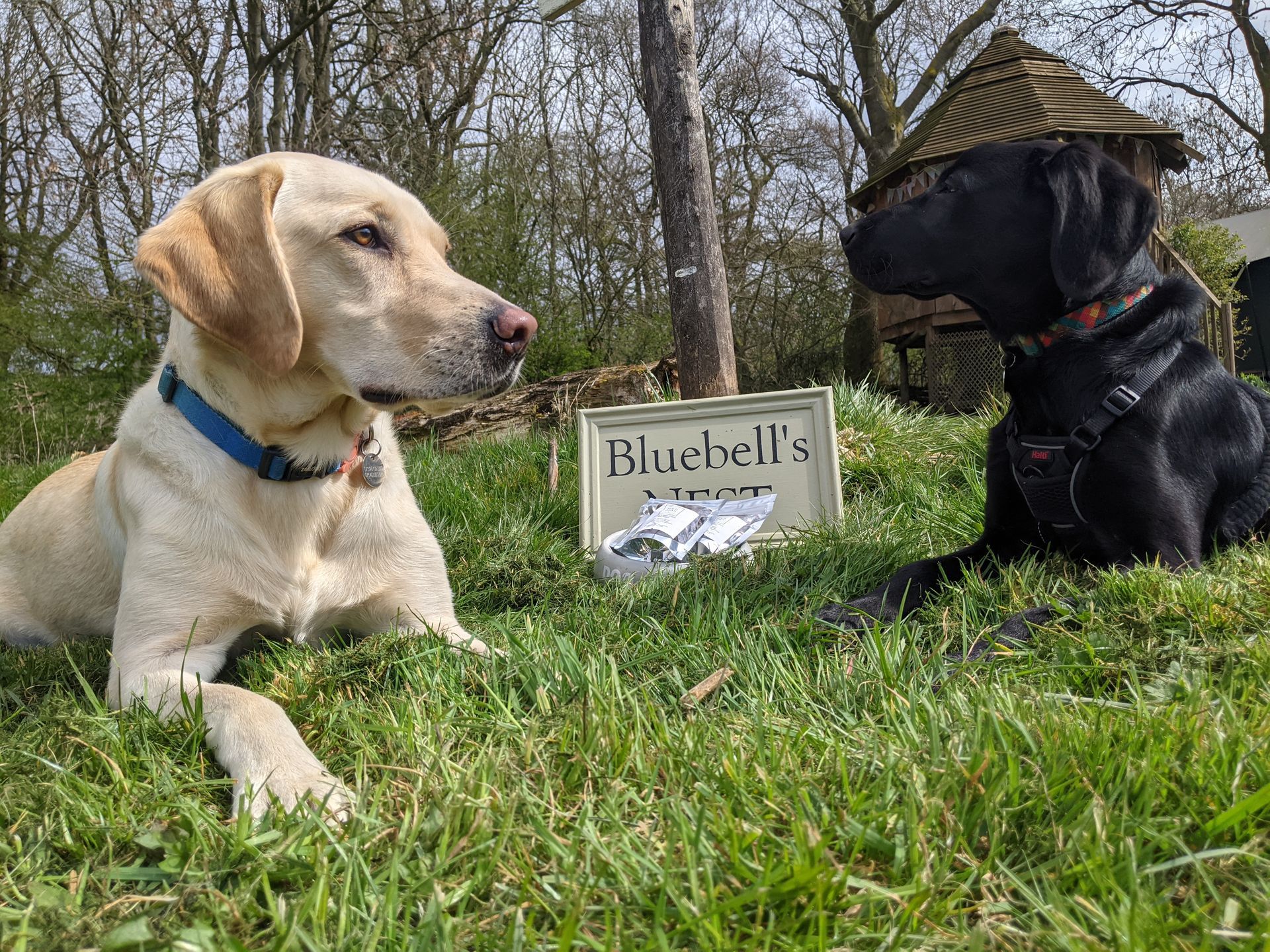Dog Friendly Glamping in Leicestershire | The Dandelion Hideaway