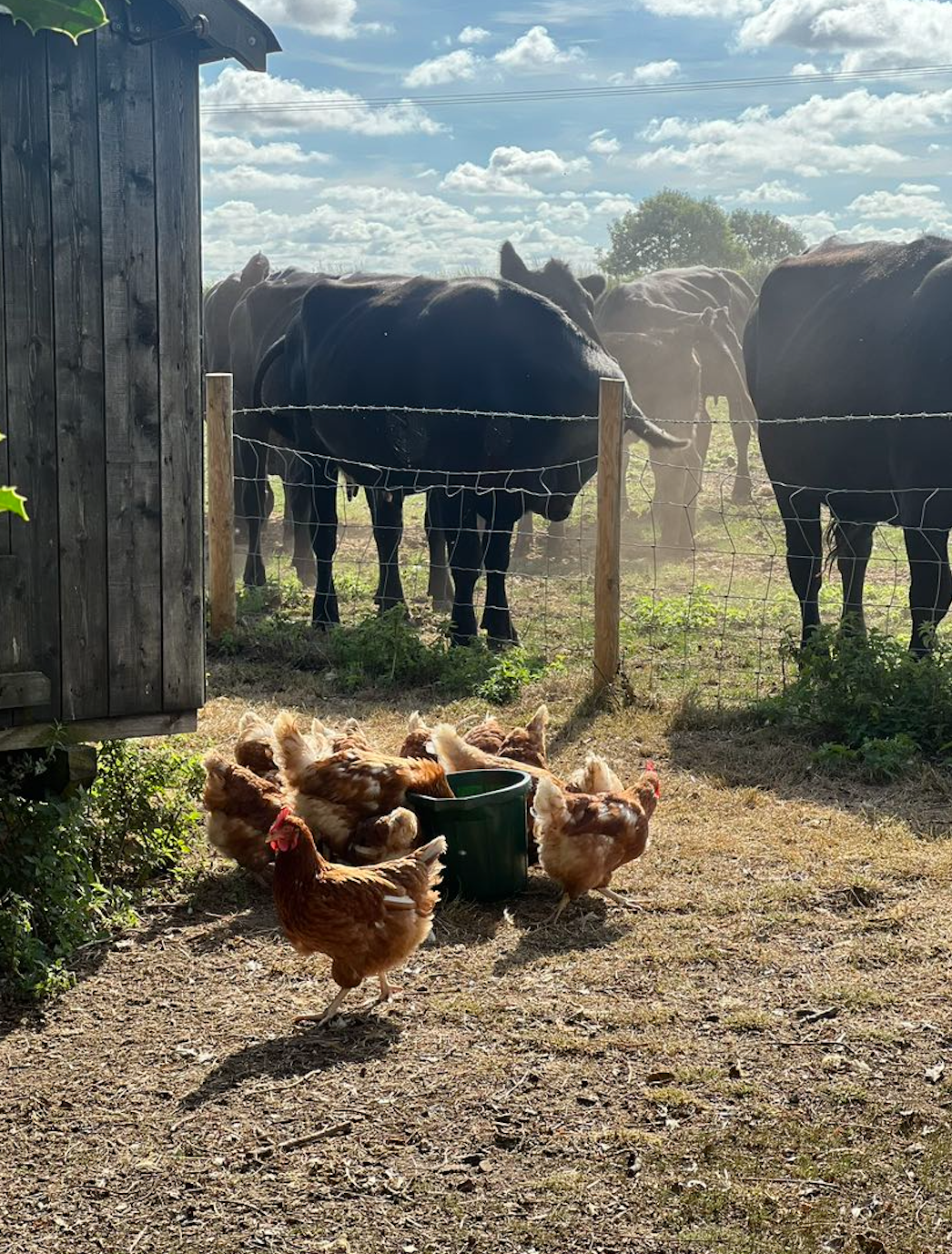 A Symphony of Farm Life | The Dandelion Hideaway Glamping