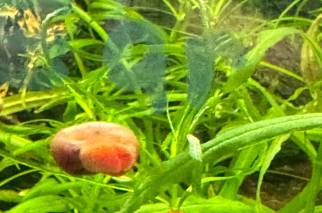 Red/Pink Ramshorn Snails