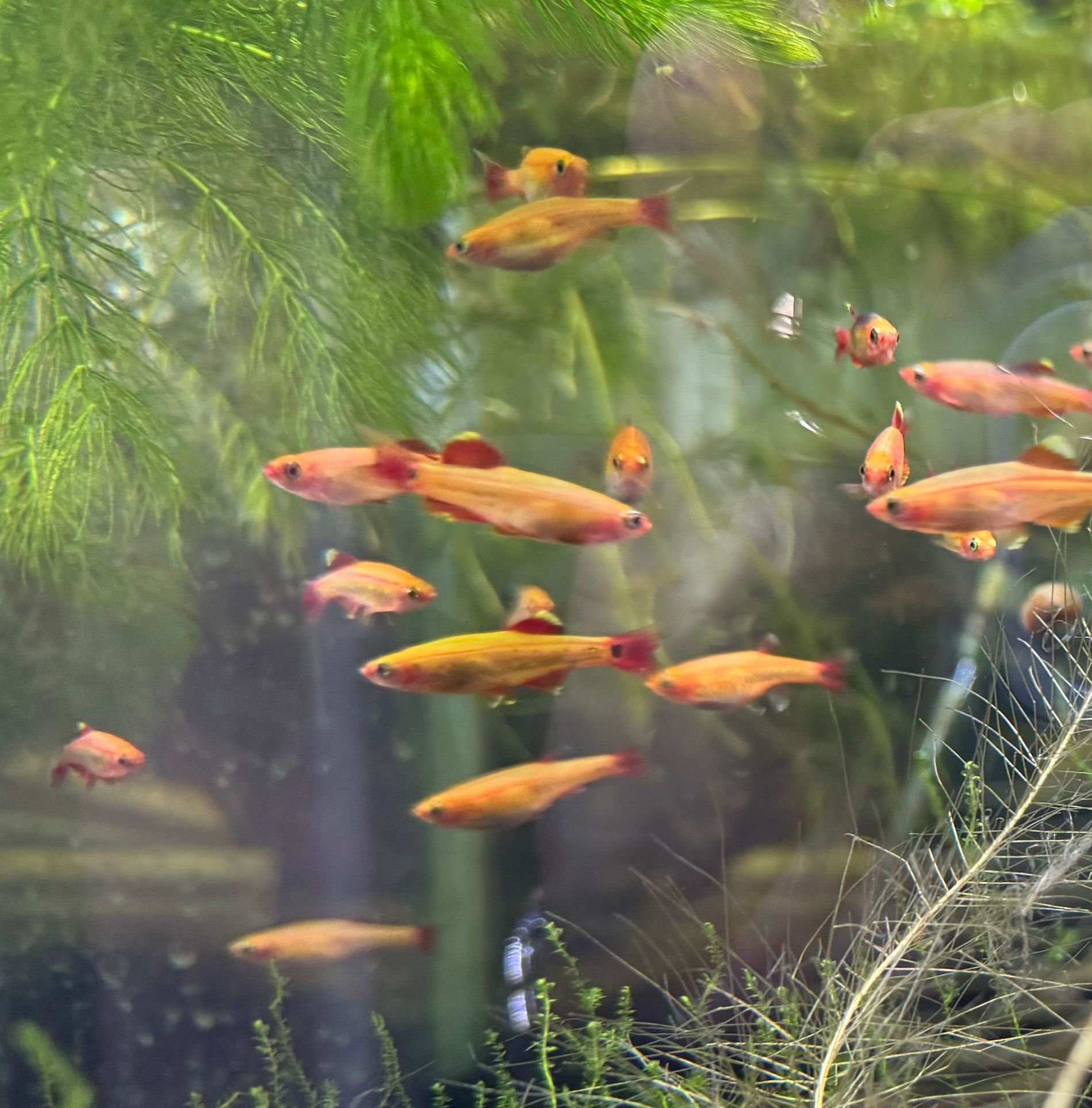 5pk Gold White Clouds